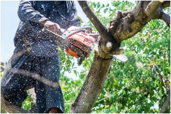 tree services Nittany